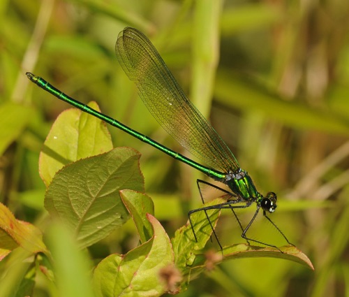 Male
1 June 2009  Oconee, SC